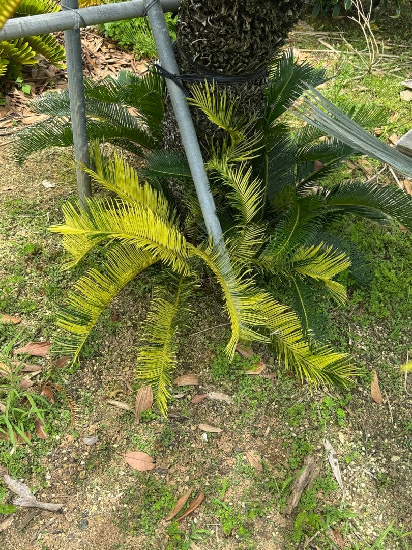 斑入り　ソテツ　蘇轍　5