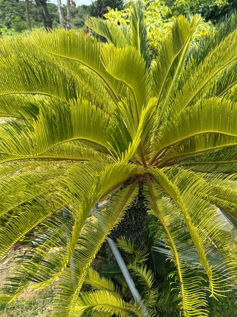 斑入り　ソテツ　蘇轍　5