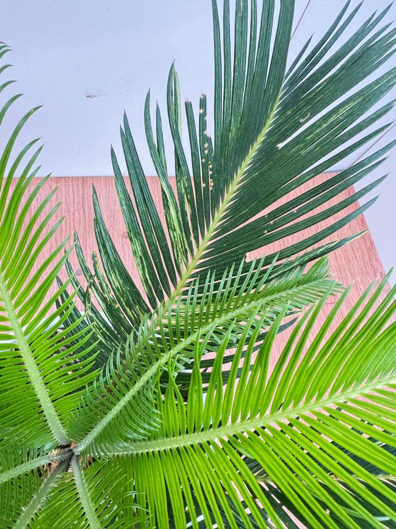 斑入り　ソテツ　蘇轍　5