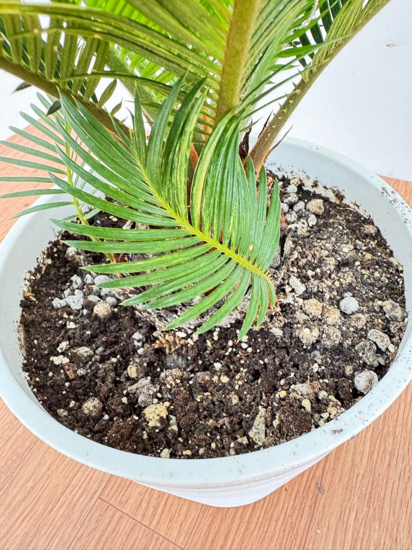 斑入り　ソテツ　蘇轍　5