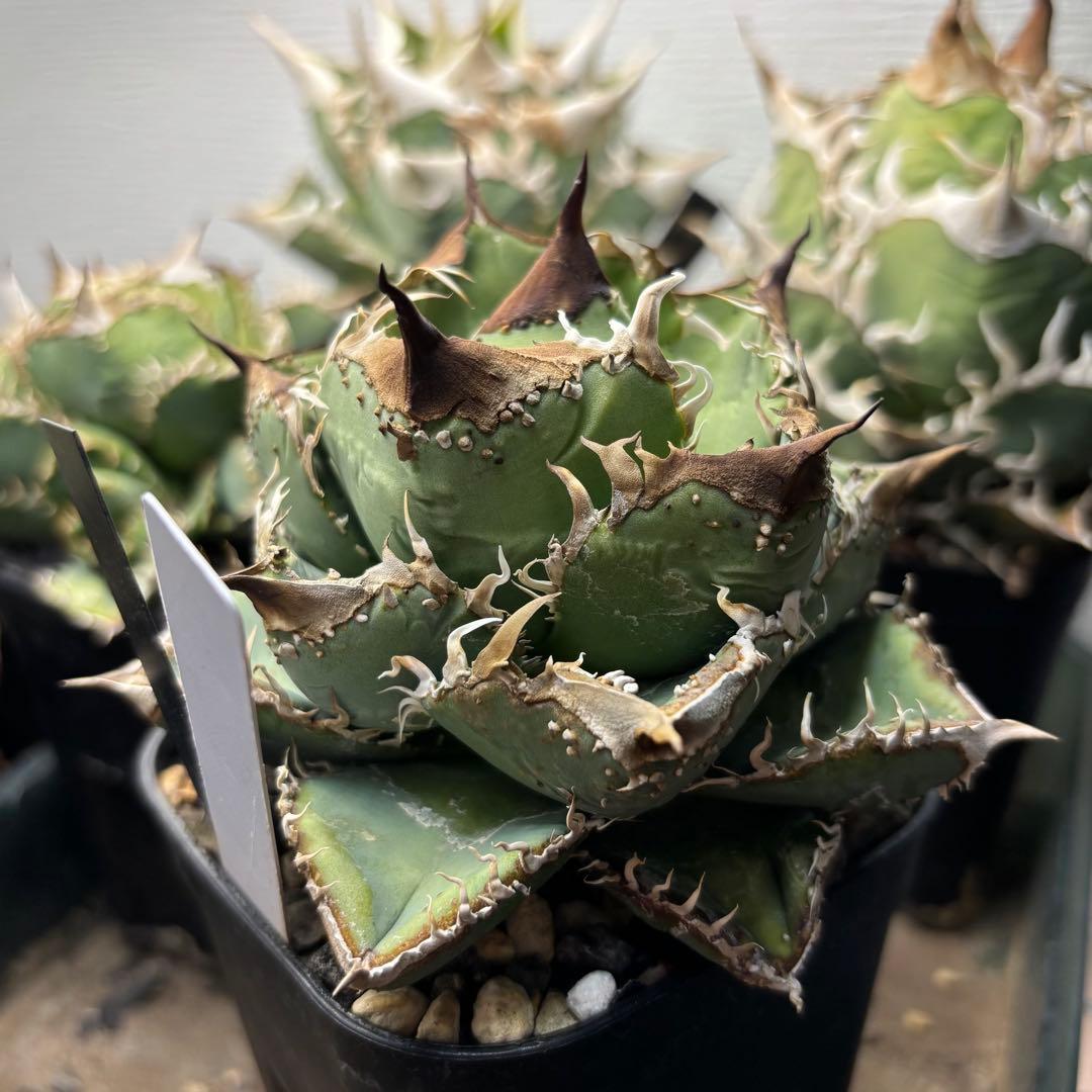 アガベ　麻花　麻花龍　ぶつぶつ　子株