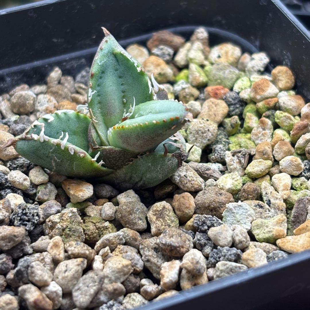 アガベ　麻花　麻花龍　ぶつぶつ　子株