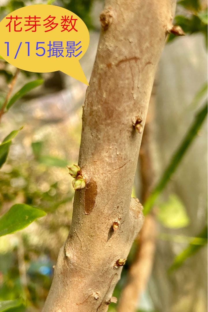 青木 禎斉様用　正月特価1万値下❗️耐寒ジャボチカバ　小葉ミウーダ大株　希少