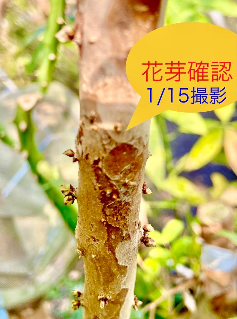 青木 禎斉様用　正月特価1万値下❗️耐寒ジャボチカバ　小葉ミウーダ大株　希少