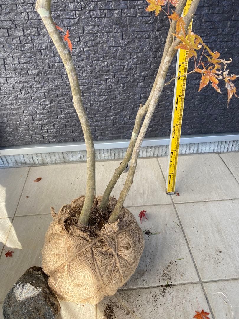 Roy　オオモミジ　株立ち