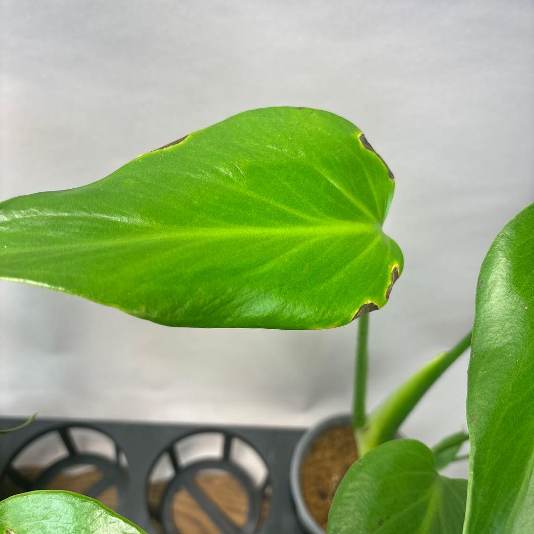 サ*イ様 5株セットms45ちょっと傷あり　モンステラ バールマルクスフレーム