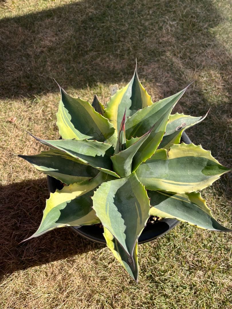 アガベ オバティフォリア オルカ　大型　親株　約36センチ　鉢ごと発送