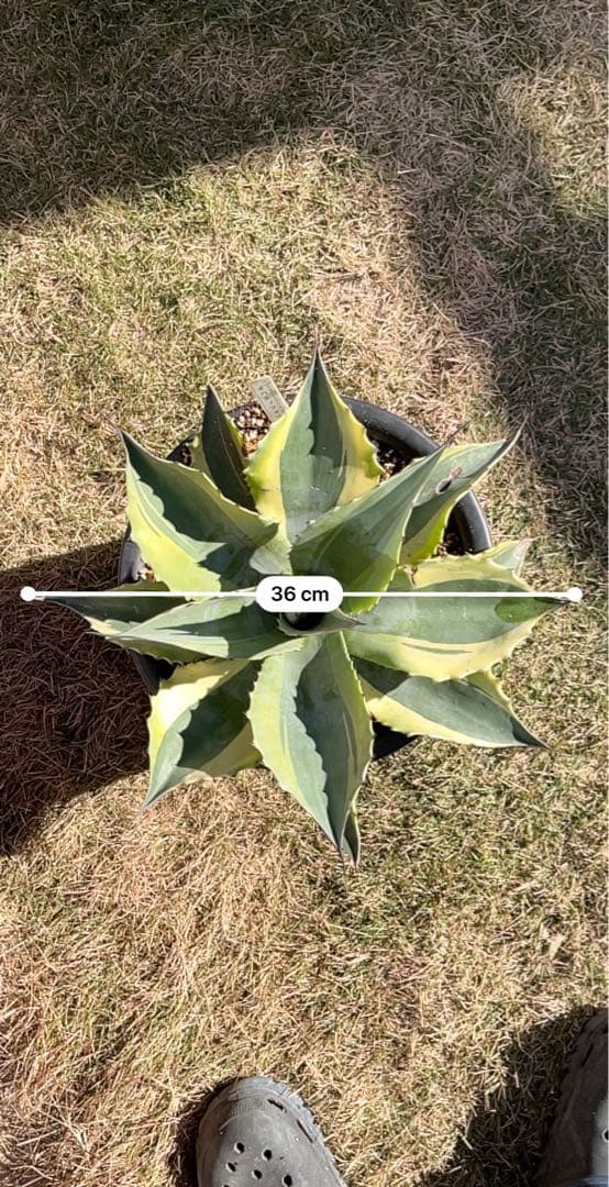 アガベ オバティフォリア オルカ　大型　親株　約36センチ　鉢ごと発送