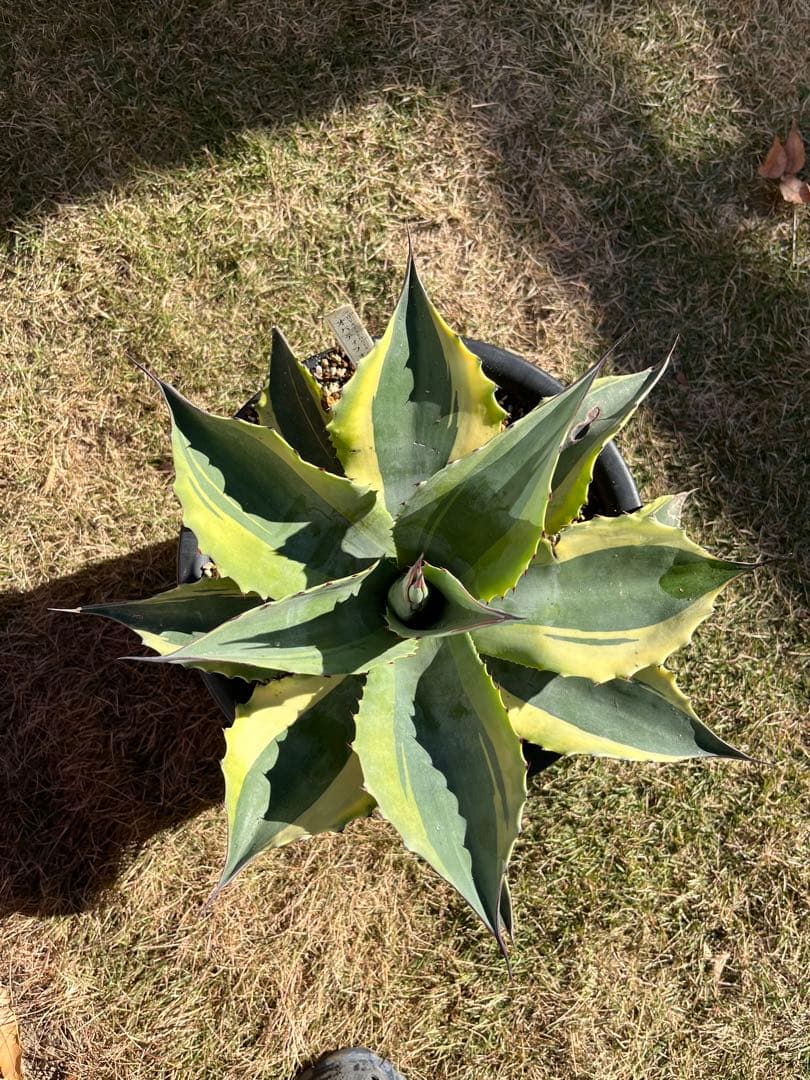 アガベ オバティフォリア オルカ　大型　親株　約36センチ　鉢ごと発送