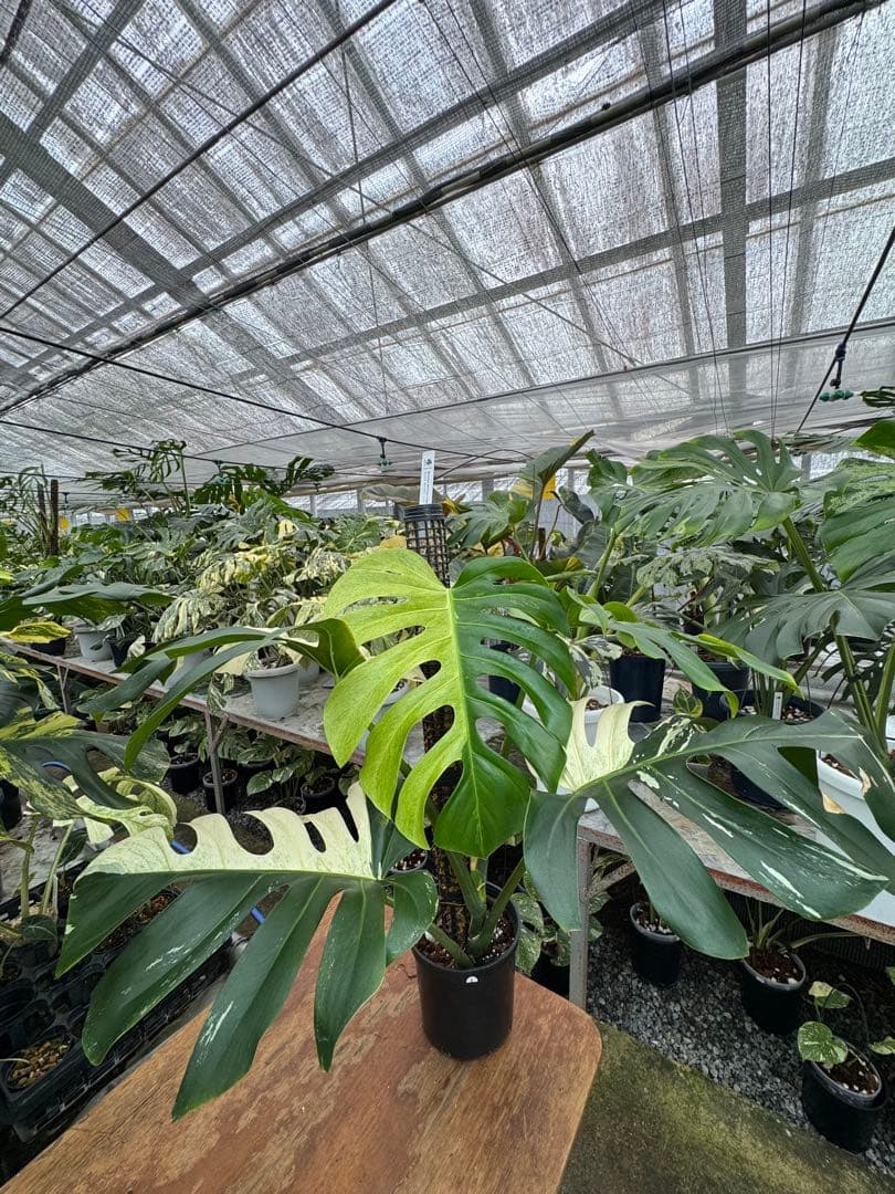 1モンステラ　ボルギシアナ　x デリシオーサ　ミント　親株　美斑入り　送料込み