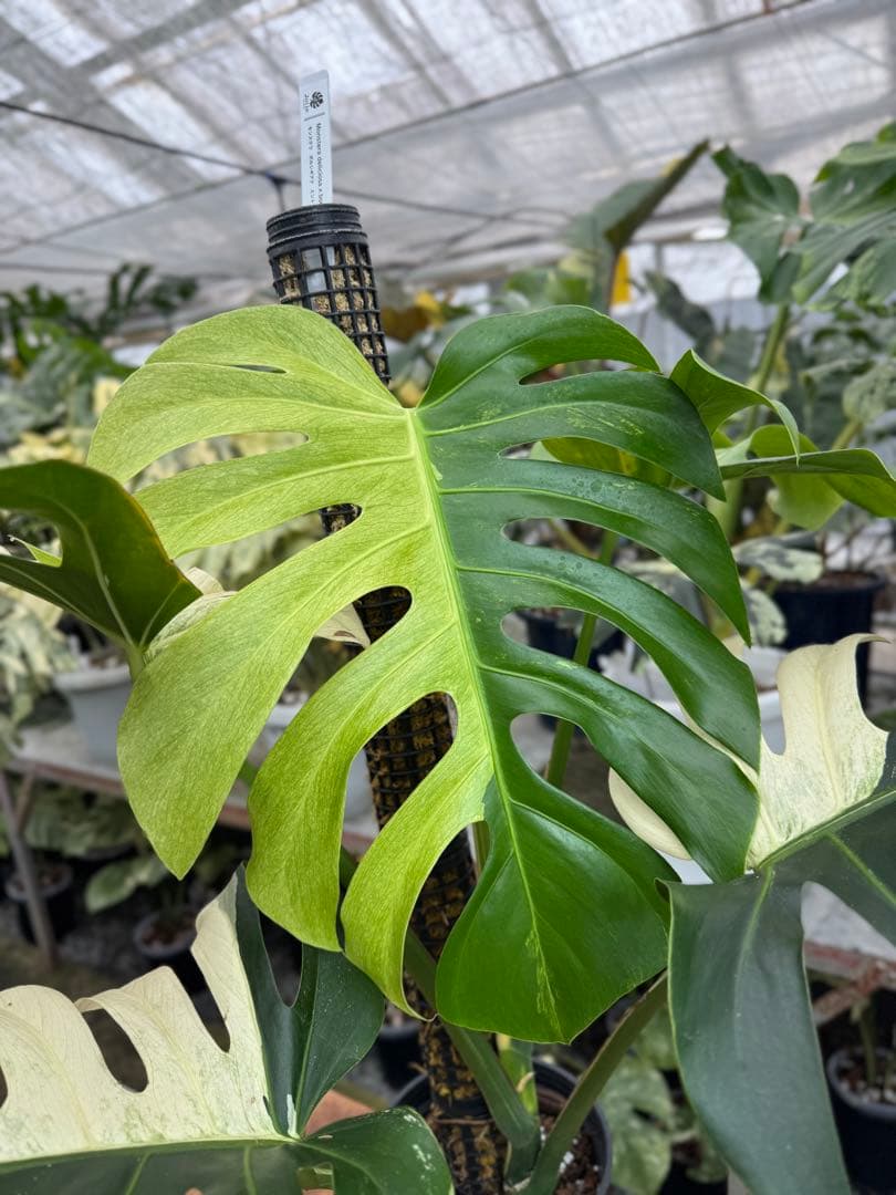 1モンステラ　ボルギシアナ　x デリシオーサ　ミント　親株　美斑入り　送料込み