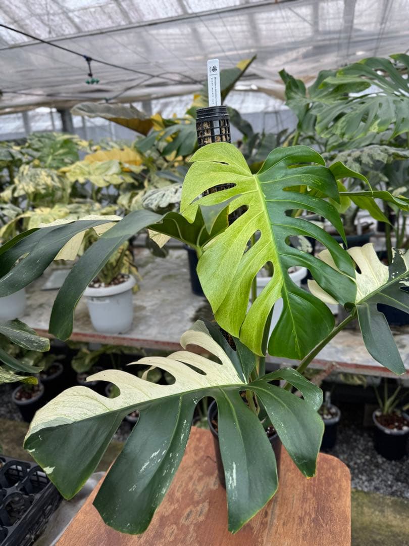 1モンステラ　ボルギシアナ　x デリシオーサ　ミント　親株　美斑入り　送料込み