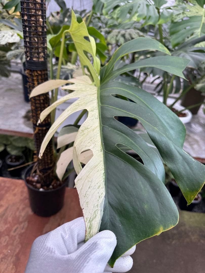 1モンステラ　ボルギシアナ　x デリシオーサ　ミント　親株　美斑入り　送料込み