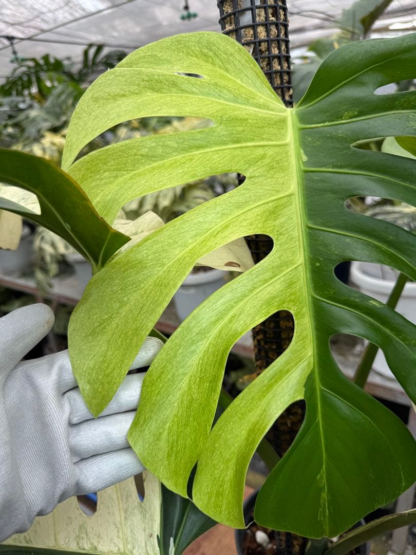 1モンステラ　ボルギシアナ　x デリシオーサ　ミント　親株　美斑入り　送料込み