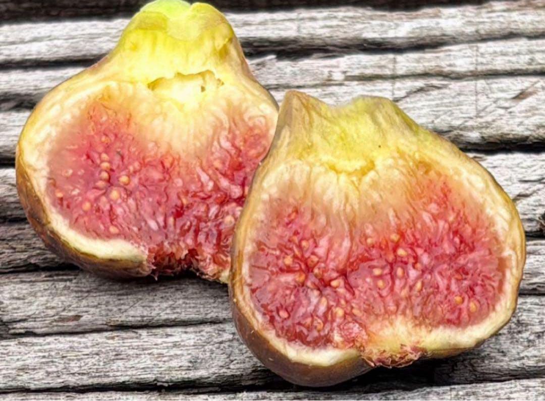 あかいしさま　専用出品　自家果実確認済みイチジクAmarcord 接木苗