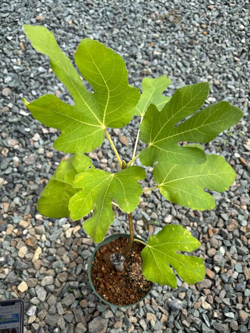 あかいしさま　専用出品　自家果実確認済みイチジクAmarcord 接木苗