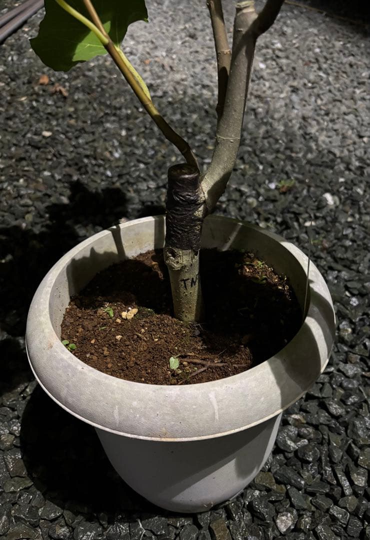 あかいしさま　専用出品　自家果実確認済みイチジクAmarcord 接木苗