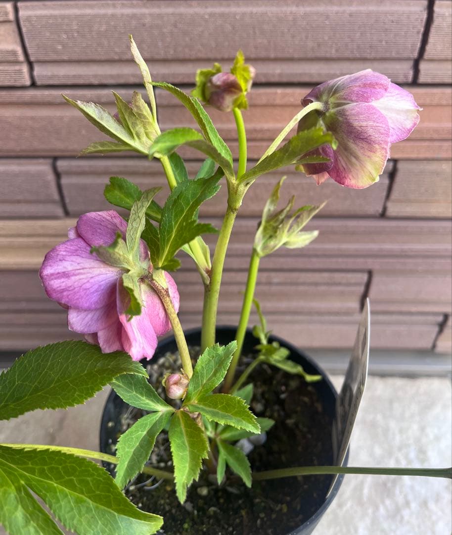 広瀬園芸 クリスマスローズ 多弁ピンクグラデーションdd