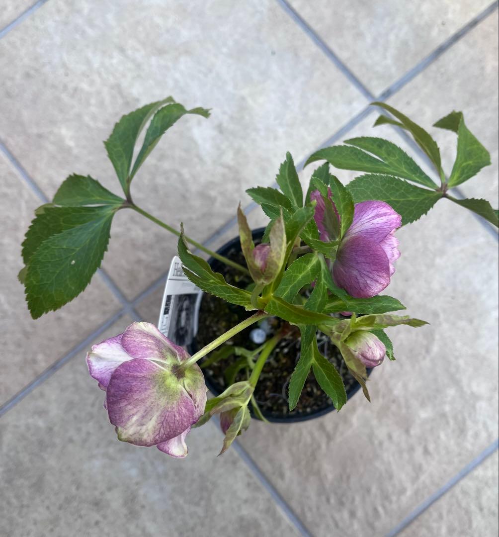 広瀬園芸 クリスマスローズ 多弁ピンクグラデーションdd