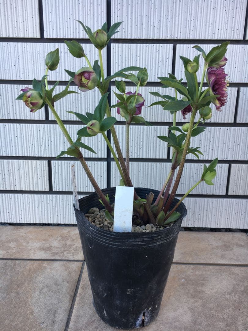 認定リトルアンティークアフロディーテ　クリスマスローズ 加藤農園成熟株　札つき