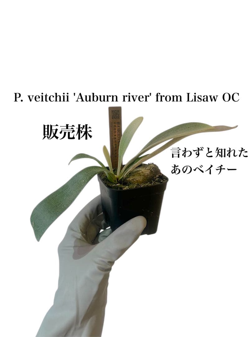 ビカクシダ P. veitchii 'Auburn ' from Lisaw OC