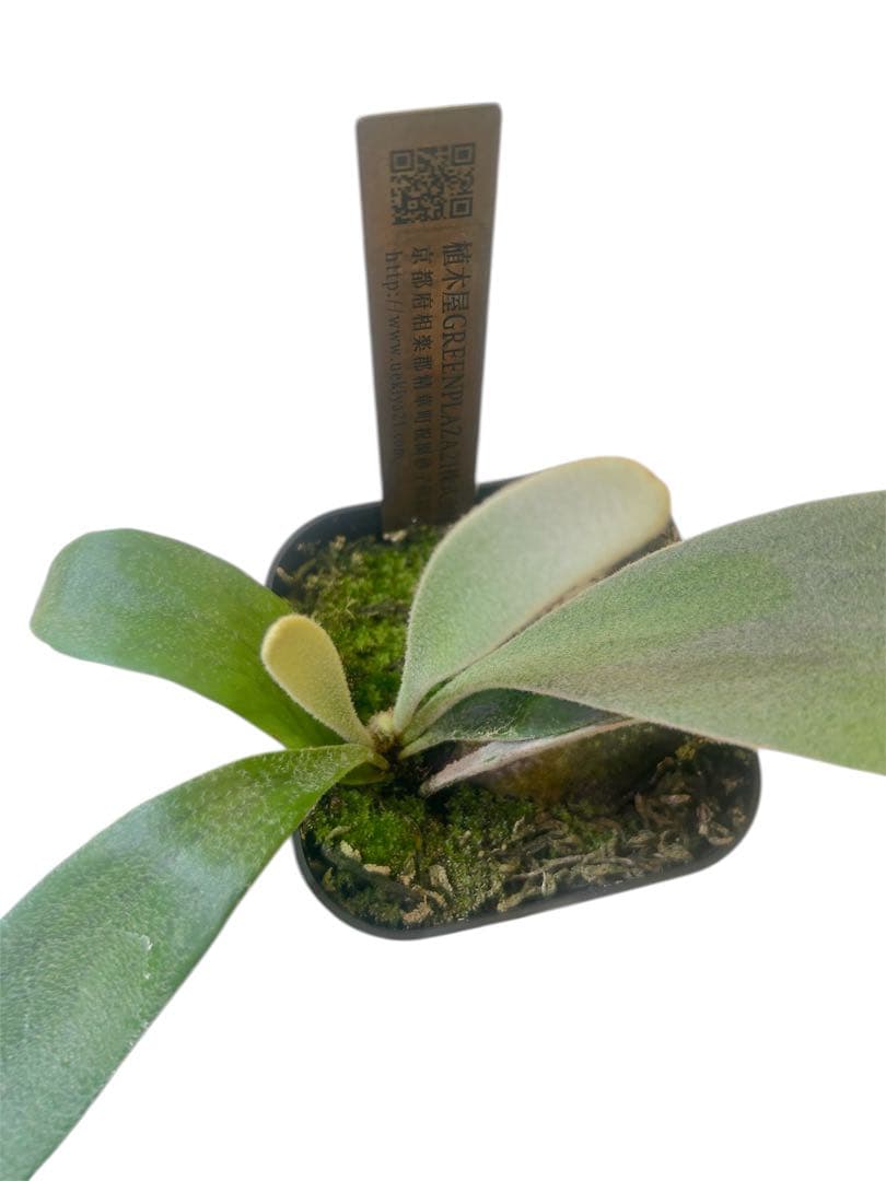 ビカクシダ P. veitchii 'Auburn ' from Lisaw OC