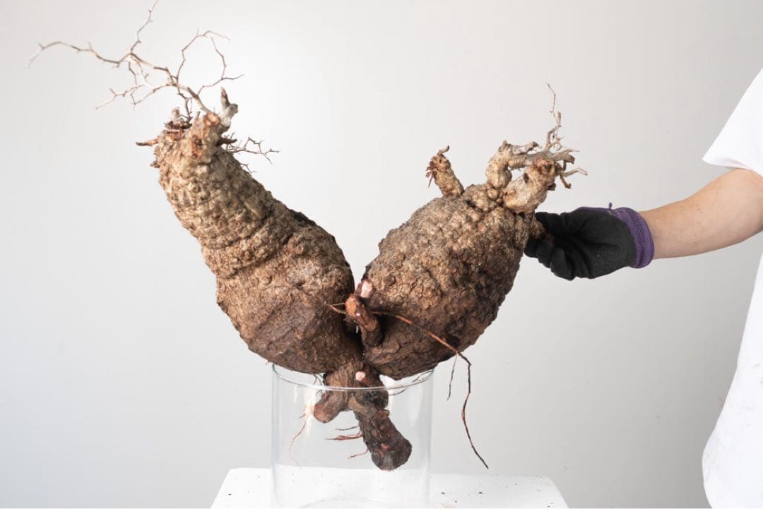 CP118 オペルクリカリア パキプス ベアルート株