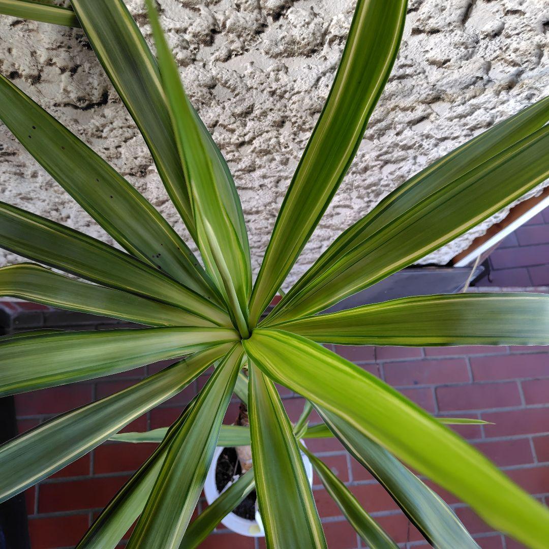 斑入りユッカ 約1.2メートル