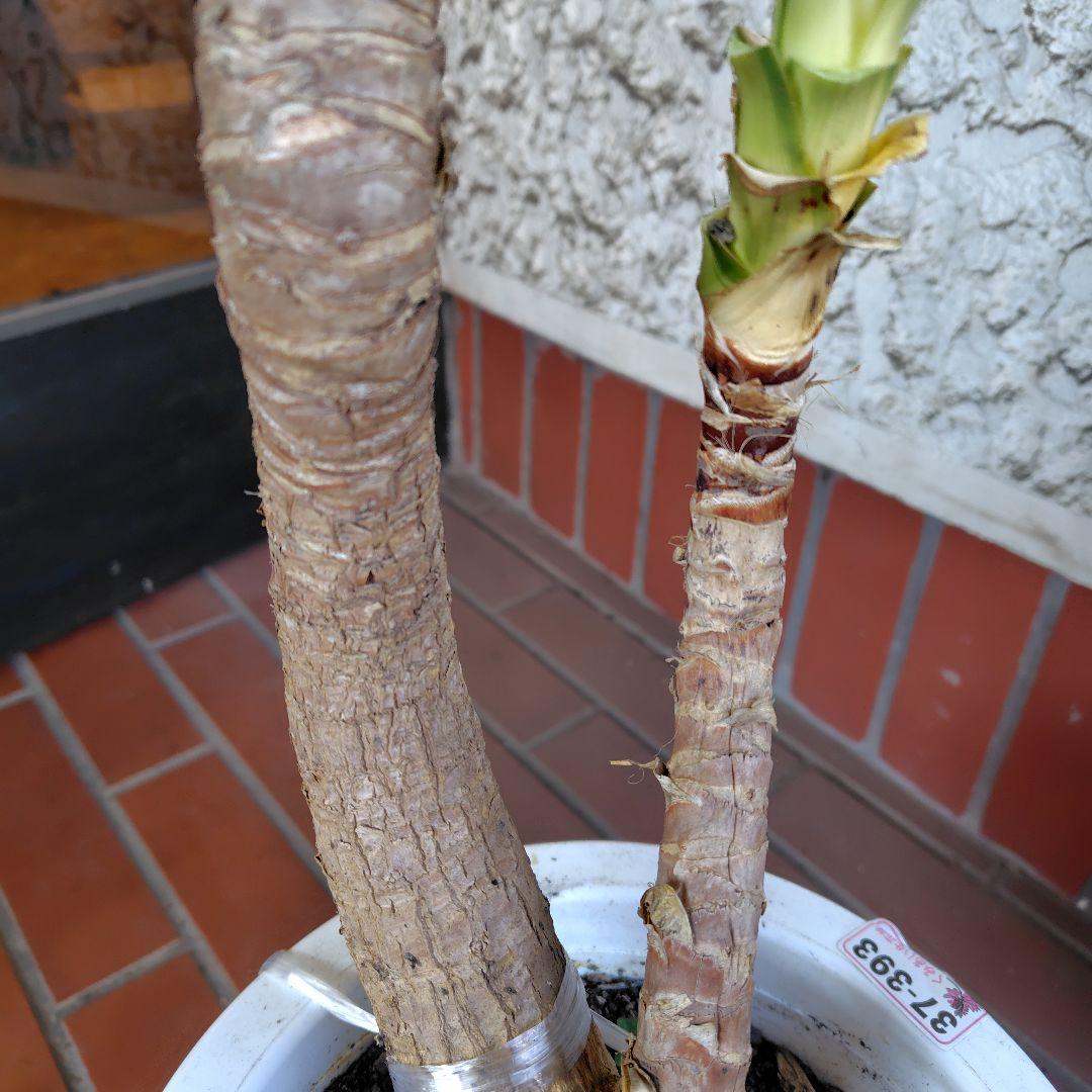 斑入りユッカ 約1.2メートル