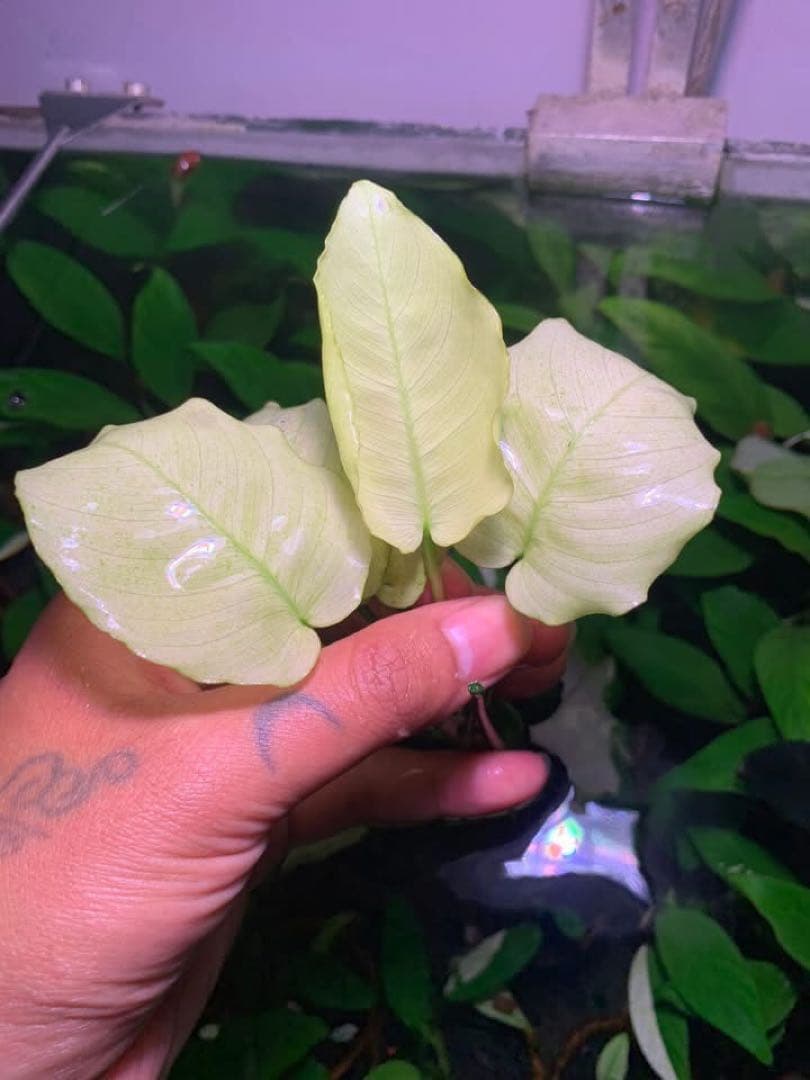 アヌビアスナナ　パンダキング