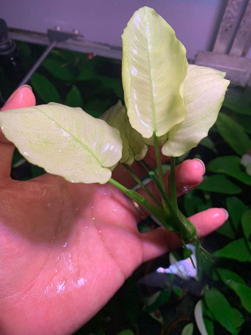 アヌビアスナナ　パンダキング