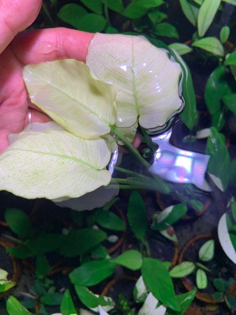 アヌビアスナナ　パンダキング