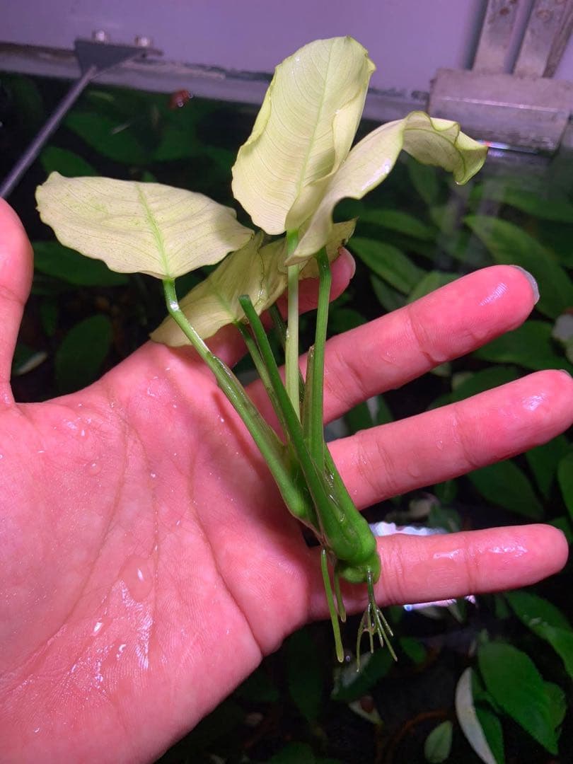 アヌビアスナナ　パンダキング