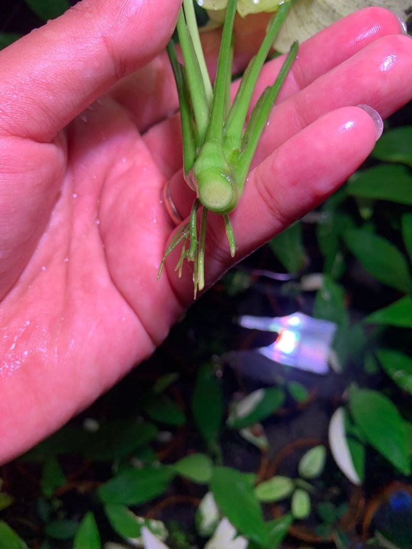 アヌビアスナナ　パンダキング