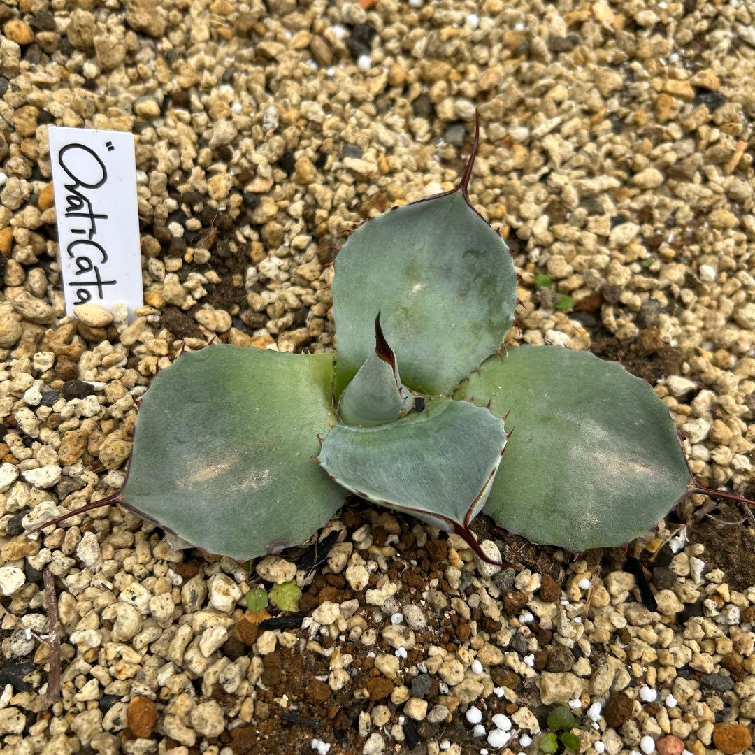 アガベ　オバティカータ　オバティフォリア×トランカータ