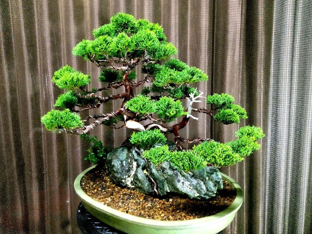 【石付　糸魚川真柏盆栽】　　　　　　　　　⭕最終価格 (値引き不可)