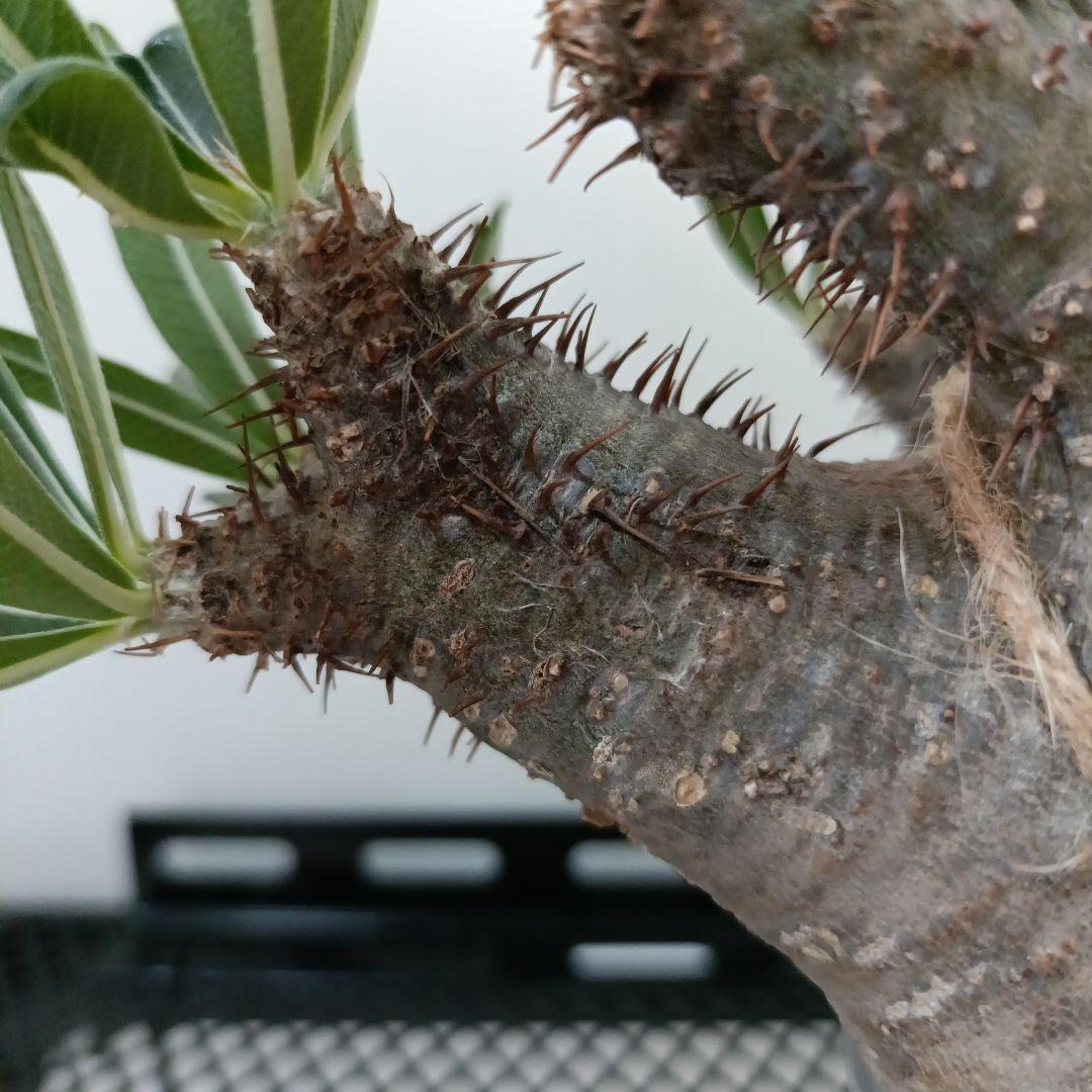 パキポディウム　グラキリス　綴化