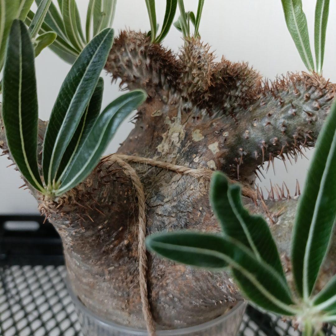 パキポディウム　グラキリス　綴化