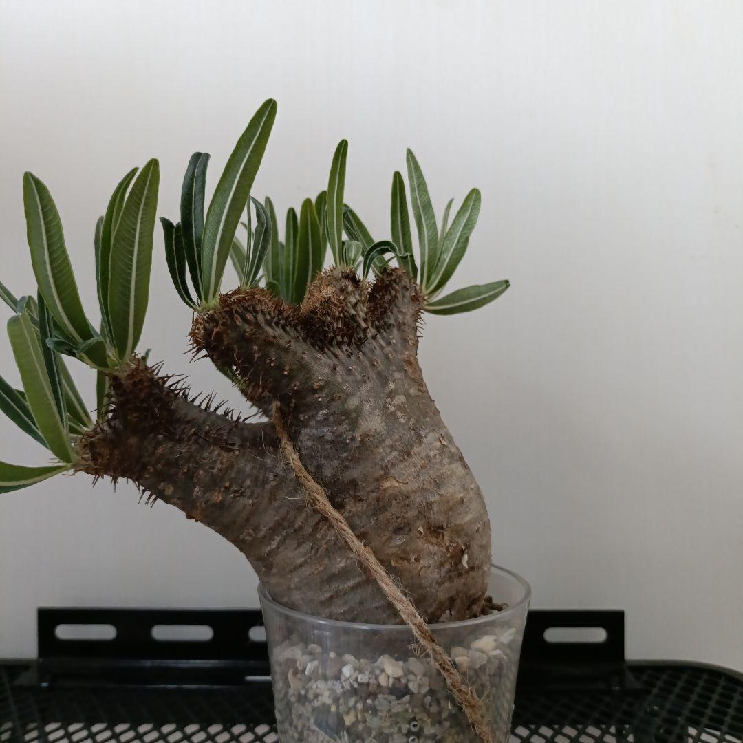 パキポディウム　グラキリス　綴化