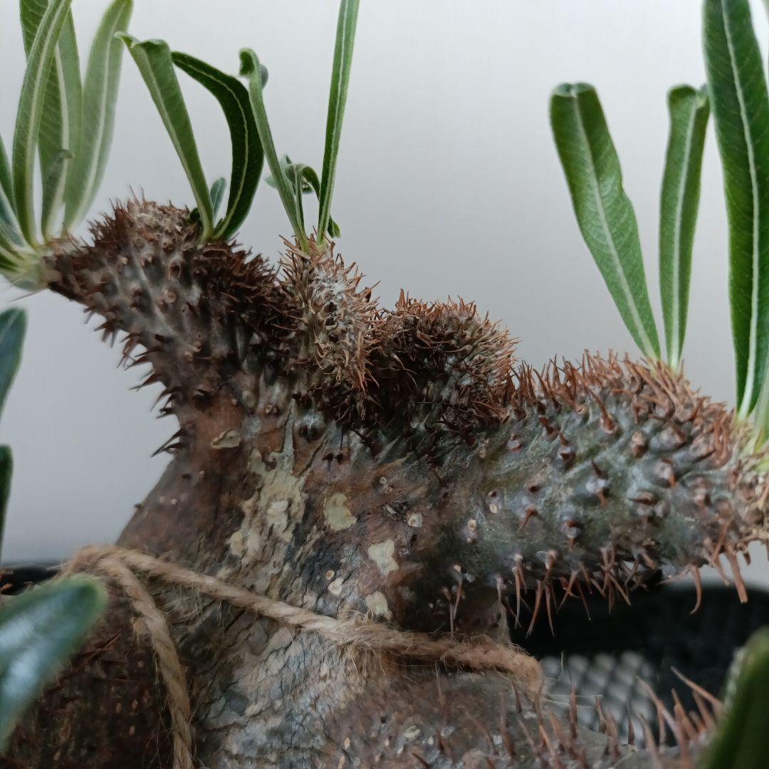 パキポディウム　グラキリス　綴化