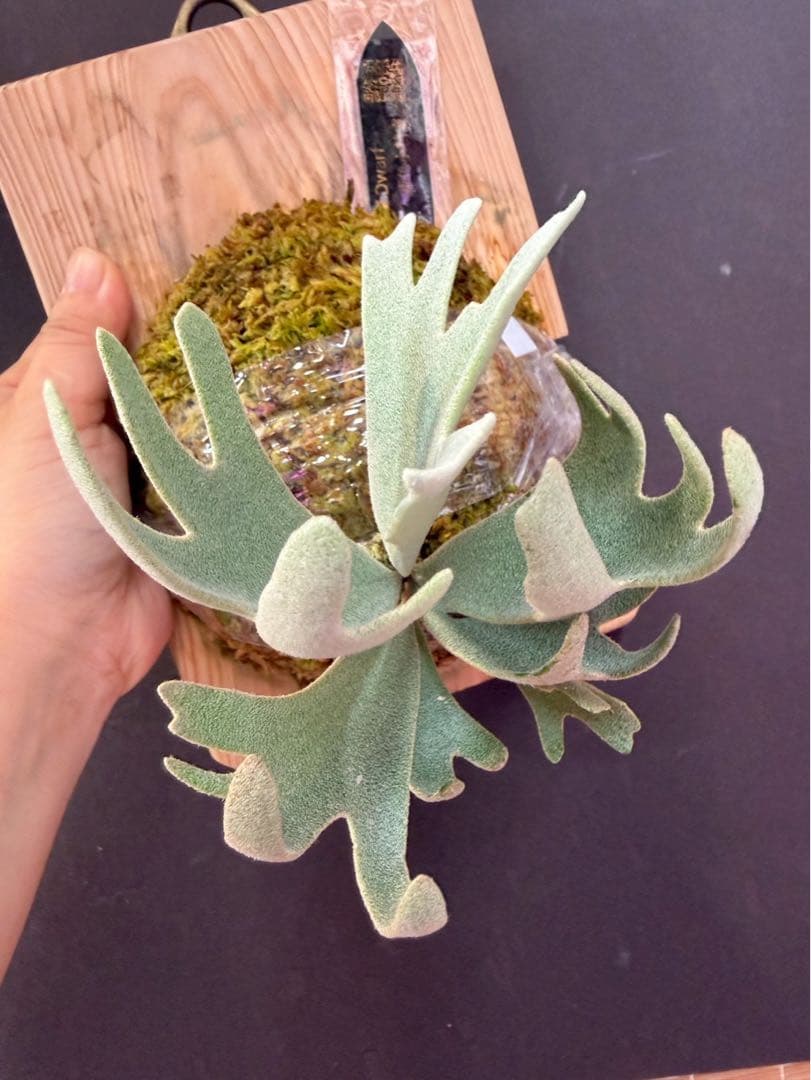 ビカクシダ p. elf OC (from smurf dwarf spore)