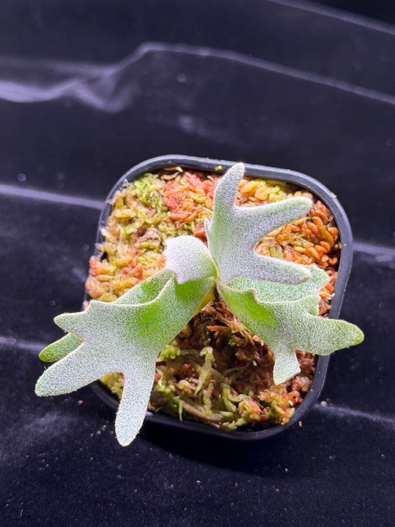 ビカクシダ p. elf OC (from smurf dwarf spore)