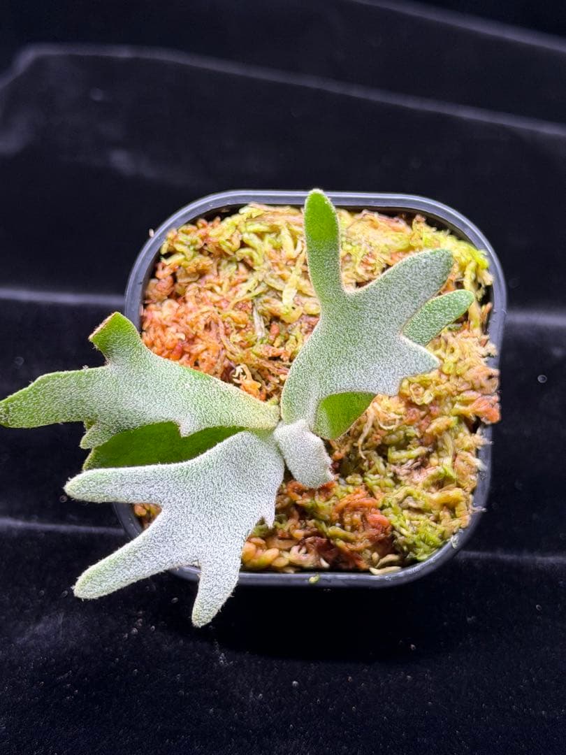 ビカクシダ p. elf OC (from smurf dwarf spore)