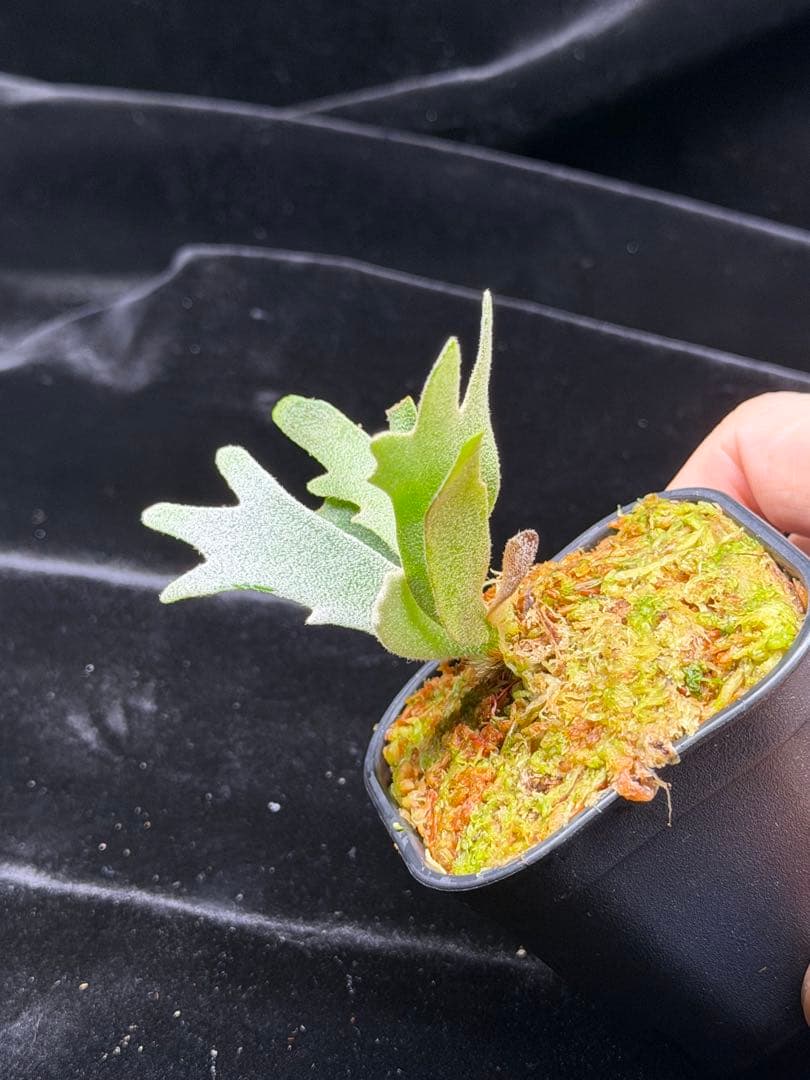 ビカクシダ p. elf OC (from smurf dwarf spore)