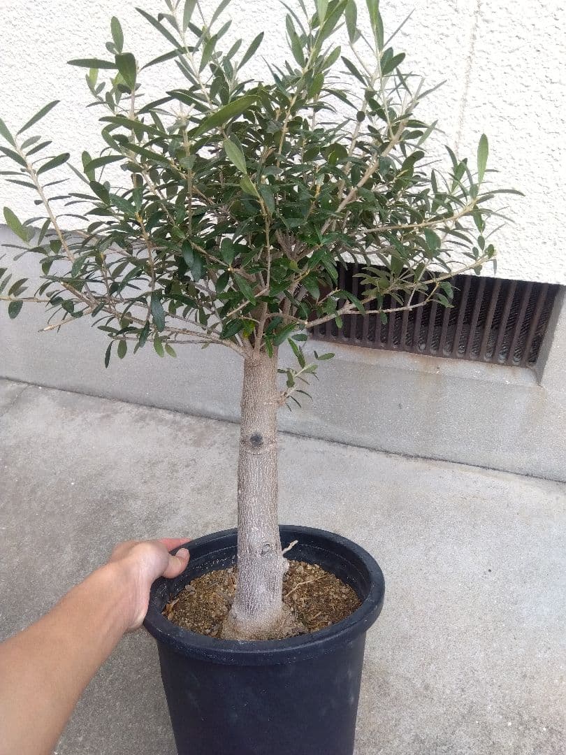 オリーブ　創樹　souju　ネバディロブランコ　8号鉢つき 極太❗　い