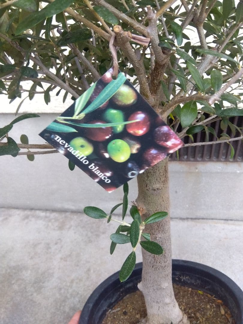 オリーブ　創樹　souju　ネバディロブランコ　8号鉢つき 極太❗　い