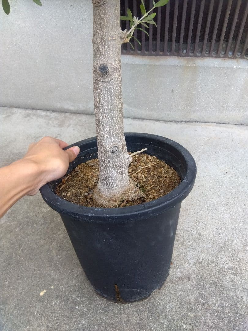 オリーブ　創樹　souju　ネバディロブランコ　8号鉢つき 極太❗　い