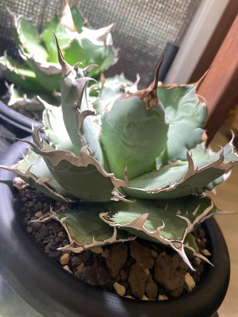 アガベ　オテロイ　青葉　5号