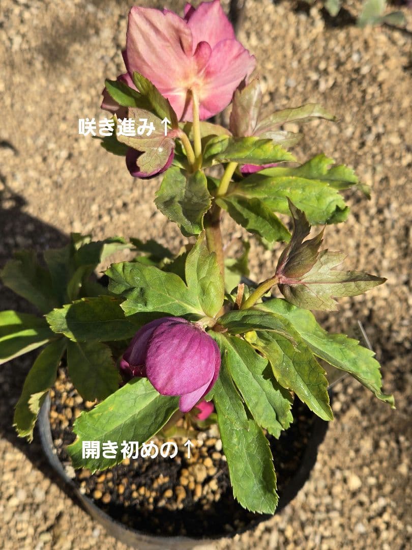 訳有り最終値下　未株分　クリスマスローズ　多弁　ライト　ピンクゴールド　加藤農園