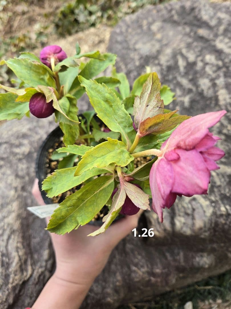 訳有り最終値下　未株分　クリスマスローズ　多弁　ライト　ピンクゴールド　加藤農園